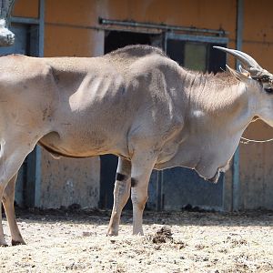 Common eland bull (Taurotragus oryx), 2021-06-15
