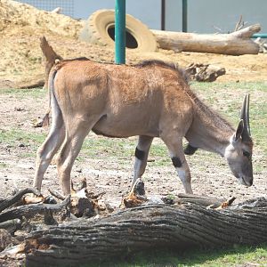 Common eland calf (Taurotragus oryx), 2021-06-15