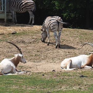 Scimitar-horned oryx (Oryx dammah) and Damara zebra (Equus quagga burchellii), 2021-06-15