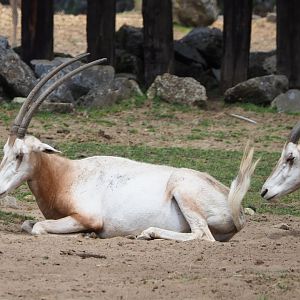 Scimitar-horned oryx (Oryx dammah), 2021-06-15