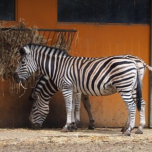 Damara zebra (Equus quagga burchellii), 2021-06-15