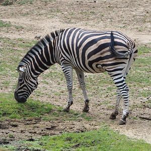 Damara zebra (Equus quagga burchellii), 2021-06-15