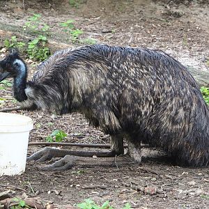 Emu (Dromaius novaehollandiae), 2021-06-15