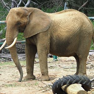 African bush elephant (Loxodonta africana), 2021-06-15