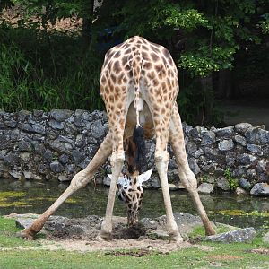 Drinking Rothschild's giraffe (Giraffa camelopardalis rothschildi), 2021-06-15