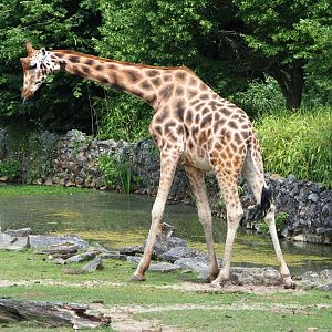 Rothschild's giraffe (Giraffa camelopardalis rothschildi), 2021-06-15