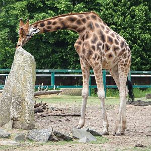 Rothschild's giraffe (Giraffa camelopardalis rothschildi), 2021-06-15