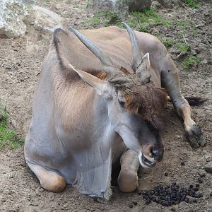 Common eland bull (Taurotragus oryx), 2021-06-15