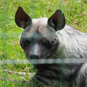 Striped hyena (Hyaena hyaena), 2021-06-15