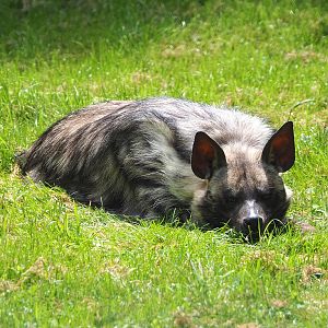 Striped hyena (Hyaena hyaena), 2021-06-15