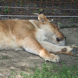 African lioness (Panthera leo), 2021-06-15