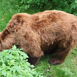 Eurasian brown bear (Ursus arctos arctos), 2021-06-15