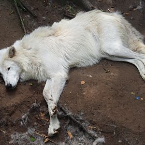 Hudson Bay wolf (Canis lupus hudsonicus), 2021-06-15