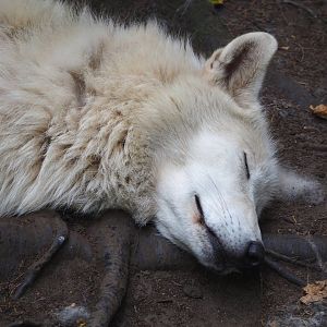 Hudson Bay wolf (Canis lupus hudsonicus), 2021-06-15