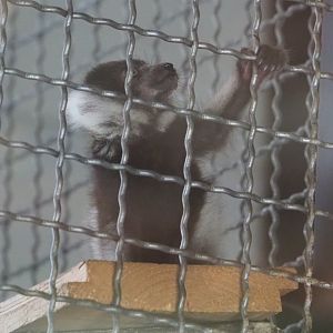 Juvenile Black and white ruffed lemur (Varecia variegata variegata), 2021-06-15