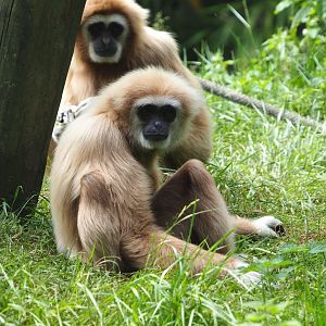 White-handed gibbon (Hylobates lar), 2021-06-15