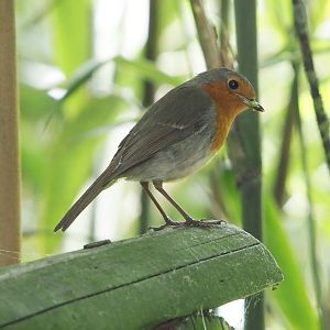 Wild European robin (Erithacus rubecula), 2021-06-15