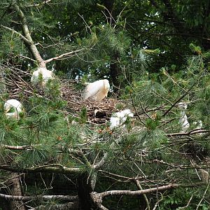 Cattle egret nests, 2021-06-15