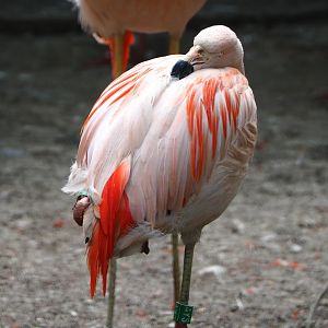 Chilean flamingo (Phoenicopterus chilensis), 2021-06-15