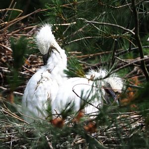 Western cattle egret chicks (Bubulcus ibis ibis), 2021-06-15
