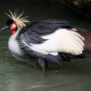 Southern grey-crowned crane (Balearica regulorum regulorum), 2021-06-15