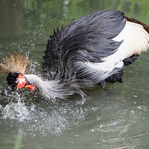 Bathing Southern grey-crowned crane (Balearica regulorum regulorum), 2021-06-15