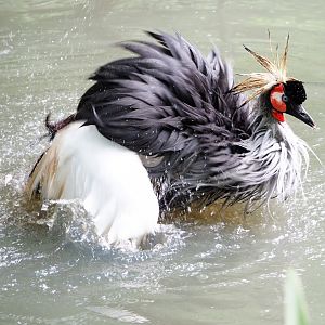 Bathing Southern grey-crowned crane (Balearica regulorum regulorum), 2021-06-15