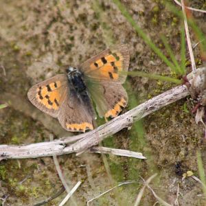 Small copper - Lycaena phlaeas