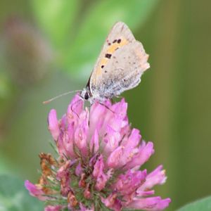 Small copper - Lycaena phlaeas