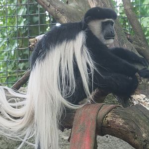 Mantled colobus (Colobus guereza), 2021-06-15
