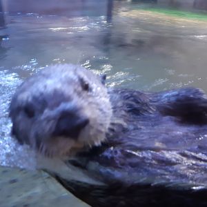 Northern sea otter
