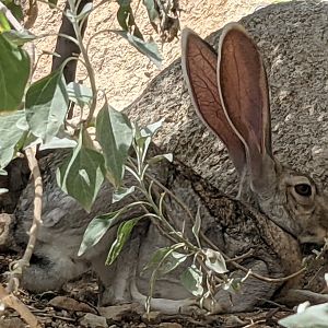 Antelope jackrabbit (Lepus alleni)