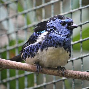 Turquoise tanager (Tangara mexicana mexicana) - Pukara