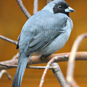 Black-faced tanager (Schistochlamys melanopis) - Pukara