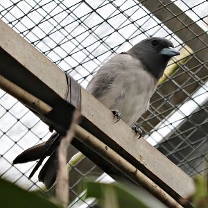 White-breasted woodswallow (Artamus leucoryn) - Paradieshalle