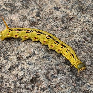 Caterpillar ID?