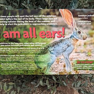 Antelope jackrabbit (Lepus alleni) signage