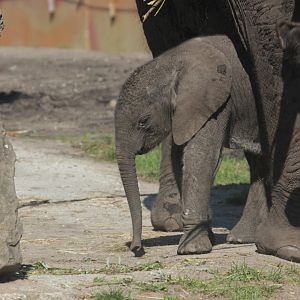 9-day-old african elephant Bumi