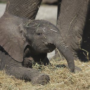 9-day-old african elephant Bumi