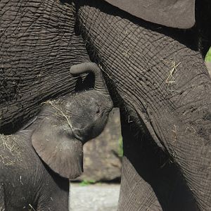 9-day-old african elephant Bumi