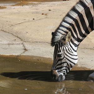Chapman's zebra