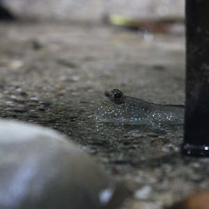 Atlantic mudskipper