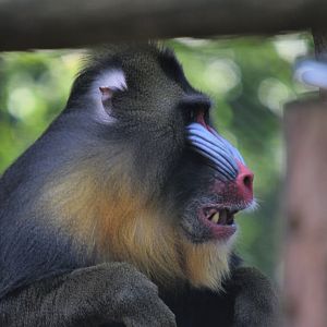 Mandrill
