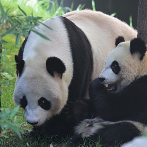 Giant pandas Wu Wen and Fan Xing