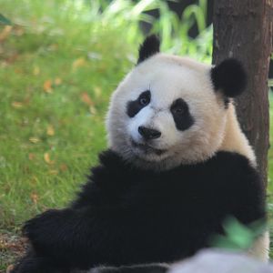 Giant panda Fan Xing