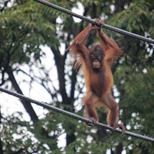 Bornean orangutan