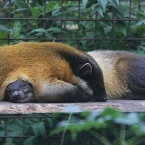 Northern yellow-throated marten