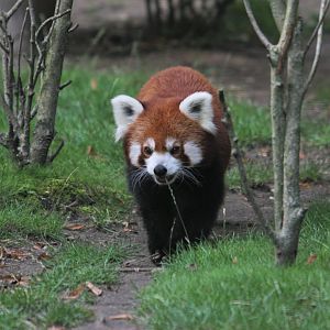 Nepalese red panda