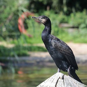 Eurasian great cormorant