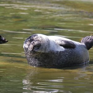 Harbour seal
